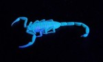 世界十大会发光的动物 原来蝎子也会发光！