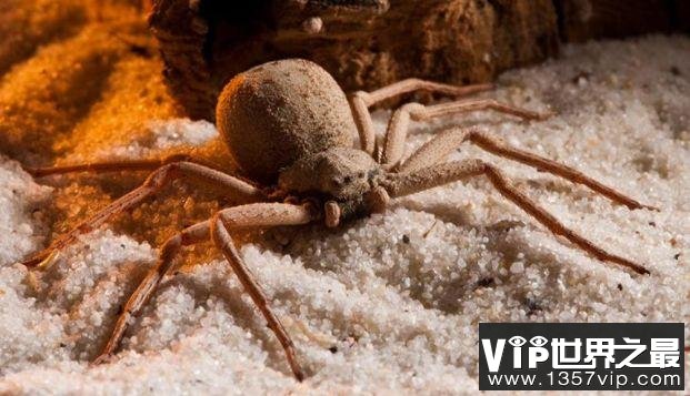 世界上最毒的10种蜘蛛   见到了一定要绕着走