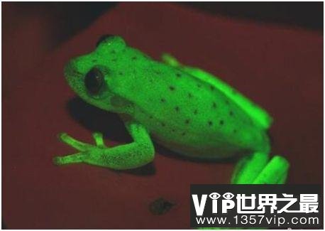 世界上最罕见的蛙，圆点树蛙在月光下身体能发出荧光