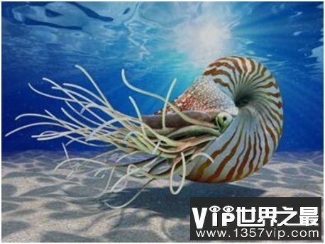 世界上最古老的海螺，鹦鹉螺已在地球上生活了5亿年