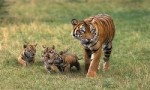 世界上最小的老虎，苏门答腊虎体重不及东北虎的一半