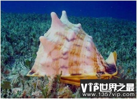 世界上最大的海螺，唐冠螺体长30厘米，十分珍贵