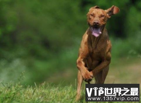 跑得最快的狗狗前十名 灵缇奔跑速度为69千米/小时