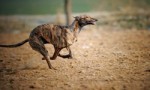 跑得最快的狗狗前十名 灵缇奔跑速度为69千米/小时