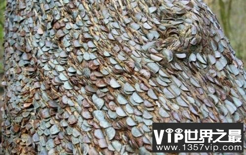 世界上最大的摇钱树，有密集恐惧症的人别看！