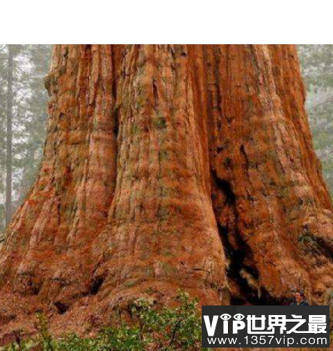 世界上最大的树，雪曼将军树身高达到110米左右。