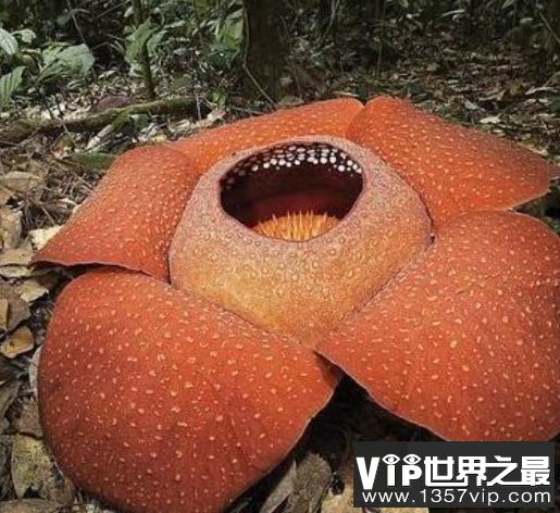 世界上最大的花，传说中的食人花竟然长这样？