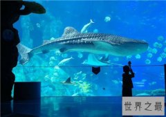 世界上最大的鲨鱼，鲸鲨体长可达20米(对游艇有敌意)