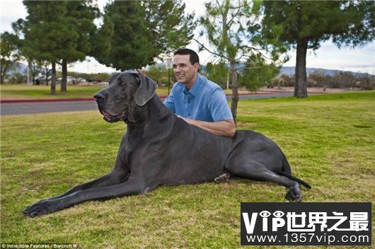 世界上最大的十个狗品种排名，大丹犬甚至比马高（2.2米高）