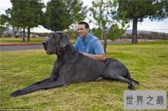 世界上最大的十个狗品种排名，大丹犬甚