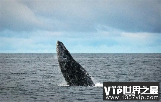 世界上最大的动物排行榜，鲸类占八位，蓝鲸最大