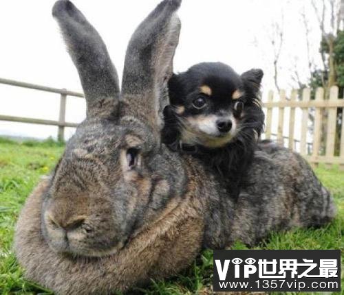 世界上最大的兔子，长达一米多！