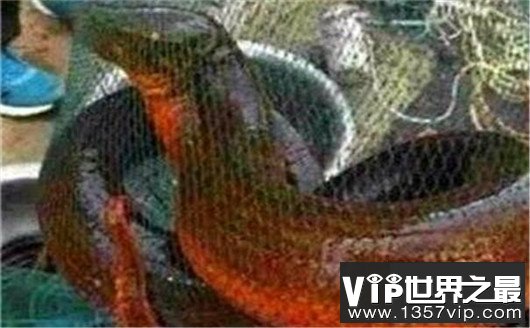 世界上最大的黄鳝，1.5米长重36斤，有成人小腿粗细