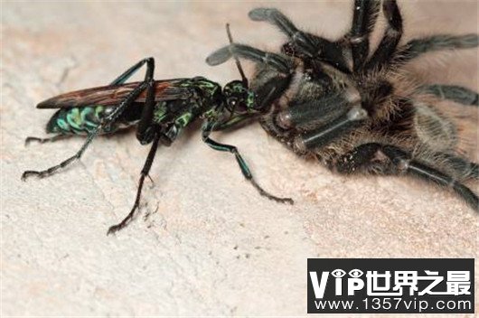 世界上最大的昆虫，竹节虫超半米排第一，泰坦甲虫仅第四