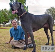 世界最高大的狗体重破百公斤，看到动物受伤会流泪