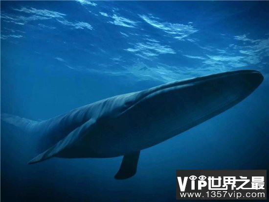 世界上最大的鲸鱼体重188吨，相当于25头成年大象