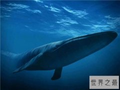 世界上最大的鲸鱼体重188吨，相当于25头成年大象