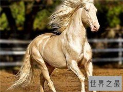世界上最贵的马，不敢想象一匹马的价格竟然上亿元