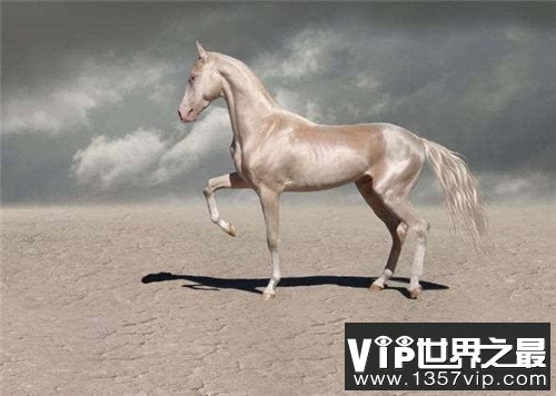 世界上最贵的马，不敢想象一匹马的价格竟然上亿元
