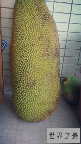 世界上最大的果子，亚当夏娃偷吃的禁果真的存在
