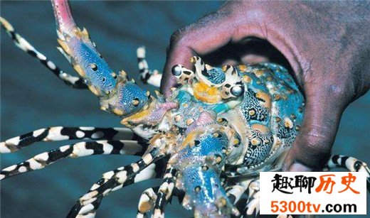 世界上最贵的龙虾，澳洲龙虾上榜（近千元一斤）