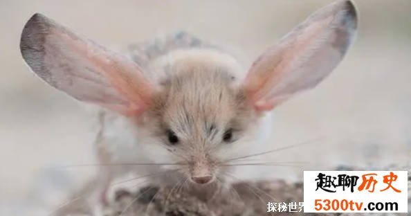 一种有袋鼠大长腿 兔子大耳朵和猴子长尾巴的老鼠 存在吗