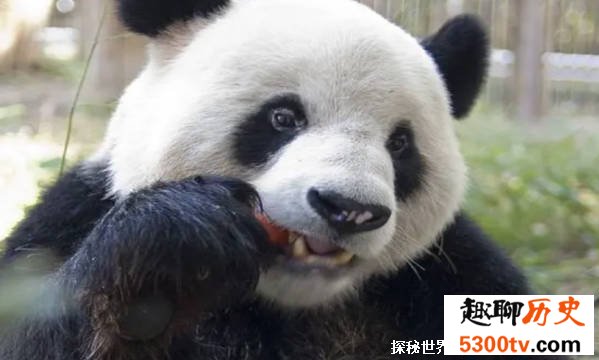 大熊猫为什么叫食铁兽