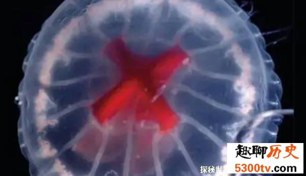 海底火山口发现头顶红十字的水母 至今仅仅被发现2次