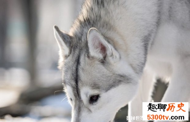 似狼非狼的西伯利亚雪橇犬 哈士奇为何叫二哈