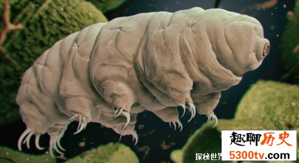 地表最强防御大师是哪种生物