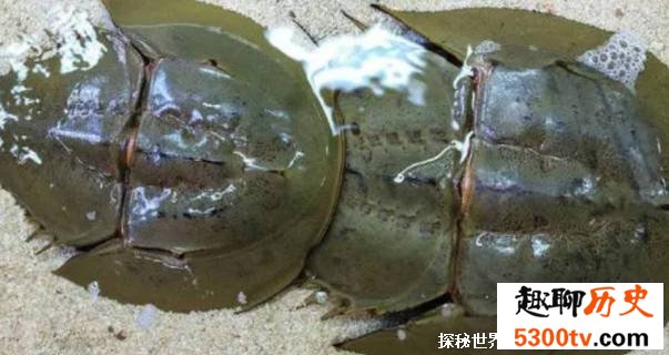 生物血液呈蓝色 被称作“活化石” 但是因人类濒临灭绝