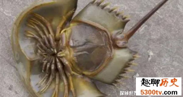 生物血液呈蓝色 被称作“活化石” 但是因人类濒临灭绝