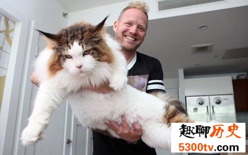 世界上最大的猫缅因猫，温柔巨猫呆萌逗趣！