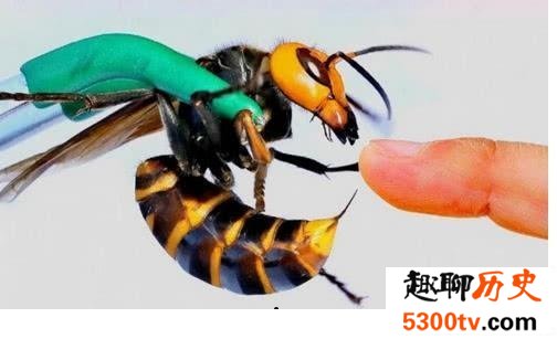 世界上最大的马蜂，它的毒刺居然这样长？