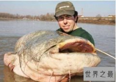 世界上最大的淡水鱼，居然是来自湄公河