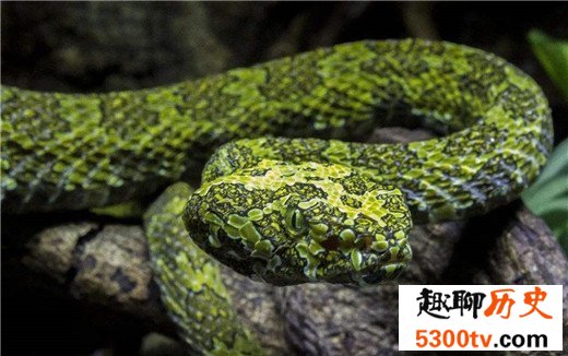 世界上最贵的毒蛇，中国莽山烙铁头（黑市价百万）