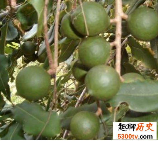世界上最贵的10种食物排行榜，世界上最贵的10种食物哪个最贵？