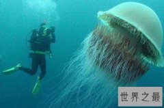 世界上最大的水母，绚丽多彩却剧毒无比！