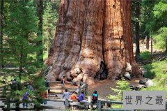 世界上最大的树，雪曼将军树单体体积1487立方米