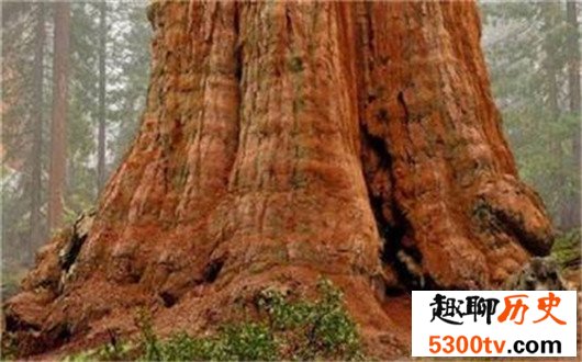 世界上最大的树，雪曼将军树单体体积1487立方米