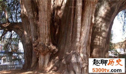 世界上最大的树，雪曼将军树单体体积1487立方米