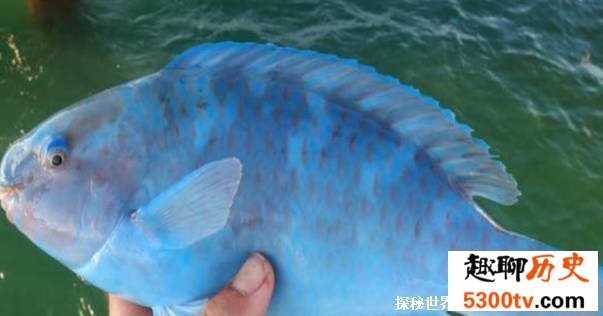 蓝鹦嘴鱼是怎么样的