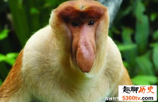 长鼻猴鼻子有何妙用  马来西亚人：是国宝 我们的美猴王