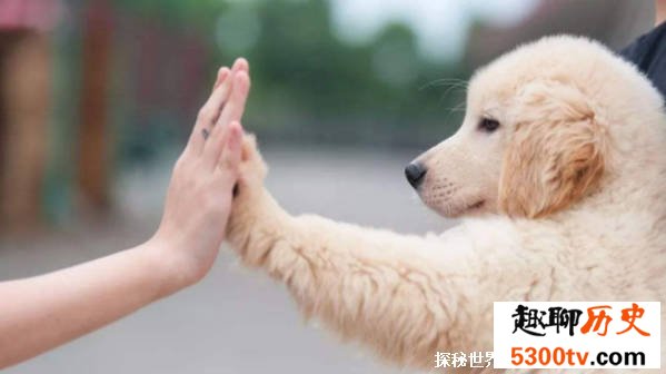 猫是如何取代狗成为中国人的首宠 猫备受喜爱的原因