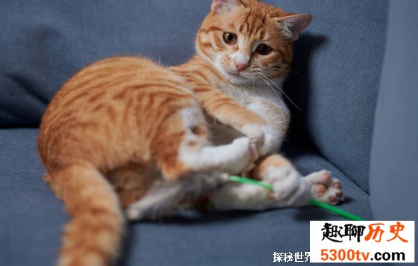 猫是如何取代狗成为中国人的首宠 猫备受喜爱的原因