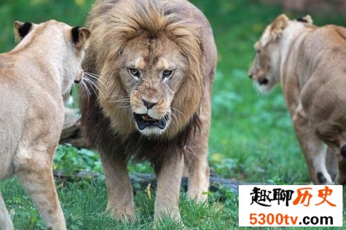 史上最大的狮子，巴巴里狮最大3.6米是人身高的两倍