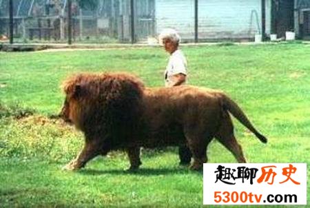 史上最大的狮子，巴巴里狮最大3.6米是人身高的两倍