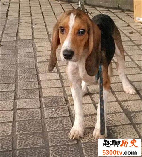 十大家庭犬排行榜，它永远是你最忠诚的朋友