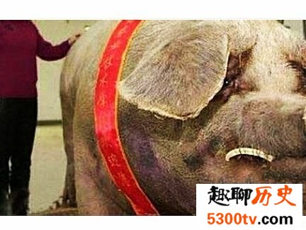 世界上最大的猪，真的是肥猪赛大象。
