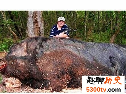 世界上最大的猪，真的是肥猪赛大象。